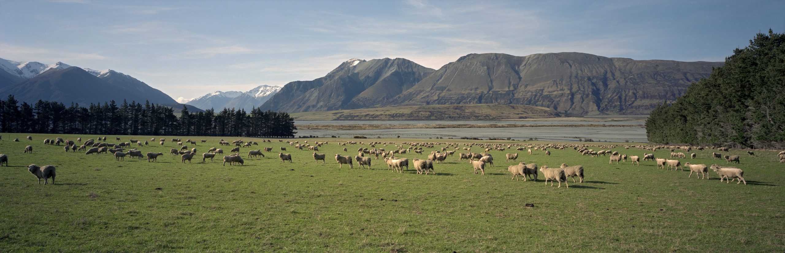 Sheep farm, Canterbury. © GNS Science