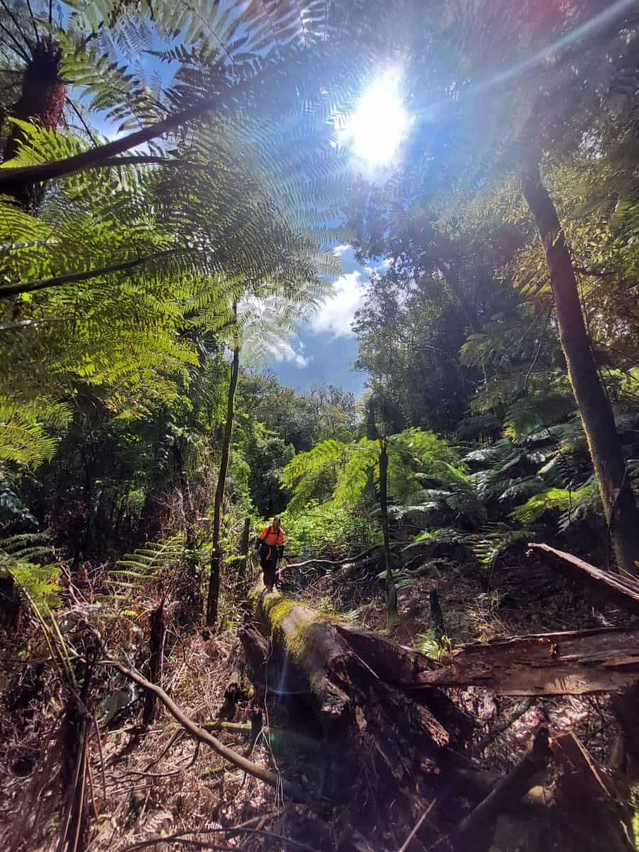 cyclone windfall aongatete forest warwickallen
