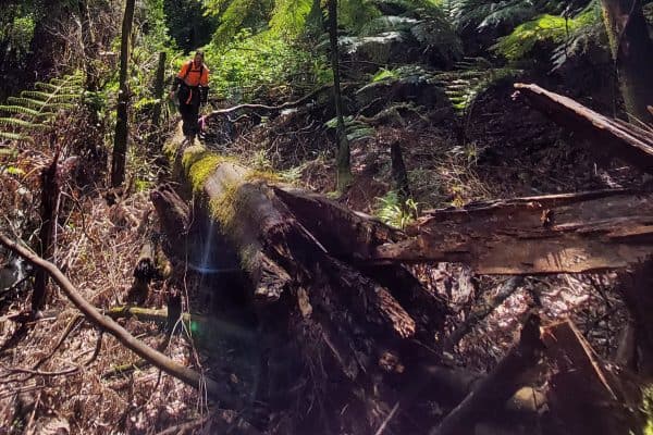 cyclone windfall aongatete forest warwickallen w